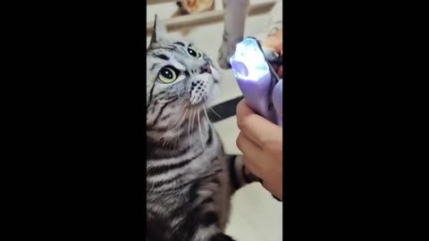 Cute cat funny video