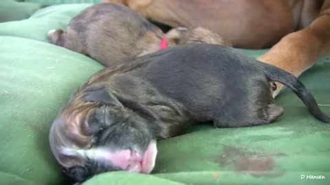 Dog birth with standing