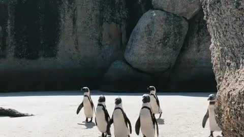 Funny Penguins Playing Shorts penguin in Antarctica# short
