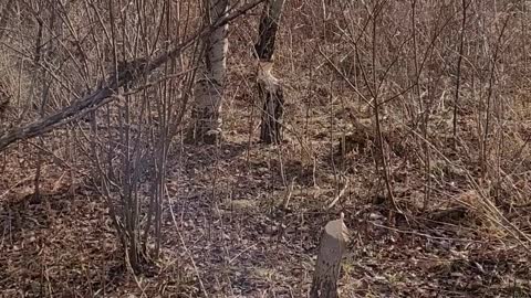 Beavers at the farm