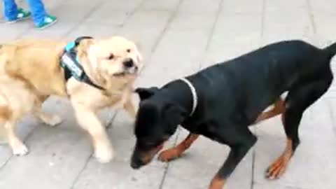 dog fighting