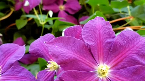 Clematis viticella, the Italian leather purple flowers