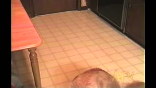 Dog Raises Paw When Asked If She Wants A Treat