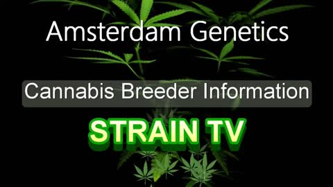 Amsterdam Genetics – Cannabis Strain Series – STRAIN TV