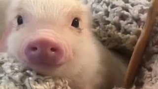 Tiny piglet is relaxing while receiving a massage from me