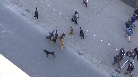 MUST SEE!! POLICE DOG ATTACKED BY PACK OF STRAY DOG.
