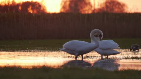 Danse of the swans