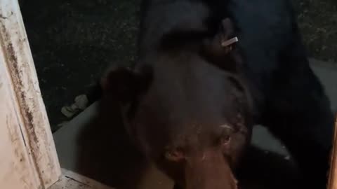 Black Bear Sits On Command