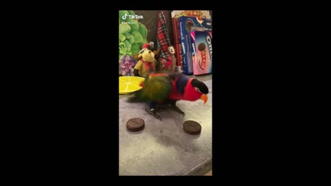 Cute and Funny Parrots Videos Compilation 17/06/21