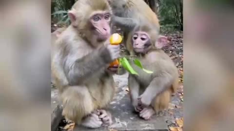Best Monkeys Funniest Movies