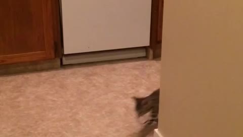 Adorable Tiny Kitten Fetches!! Amazing!!