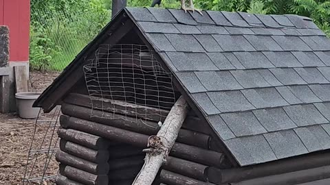 OMC! Precious Brownie gets bullied caught on video! Watch until the end. #chickens #shorts #brownie