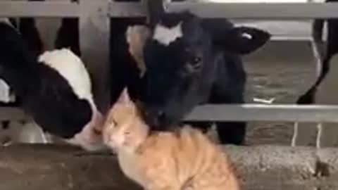 The cat is massageed by cows