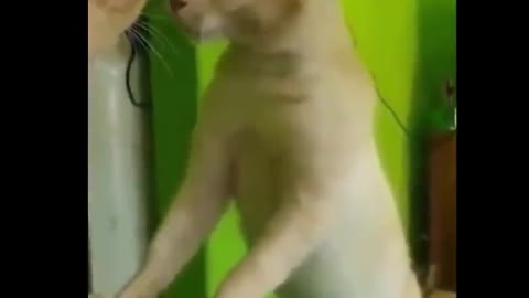 Funniest animal-best of the 2021 funny animal video