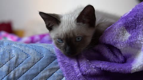 Fluffy Siamese cat lying on top of the blanket watching