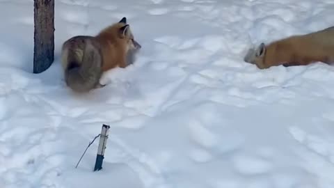 Pair of Foxes Playing in the Snow