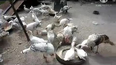 Hundred of Turkey's in the farm
