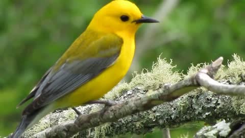 Prothonotary Warbler Sounds