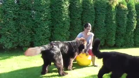 We don’t want to play with ball we want to play with mummy/Newfoundland dogs