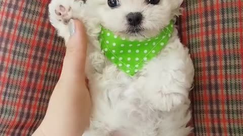 So cute! lovely puppy video