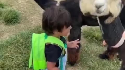 A little kid hugs an alpaca, and the alpaca hugs back