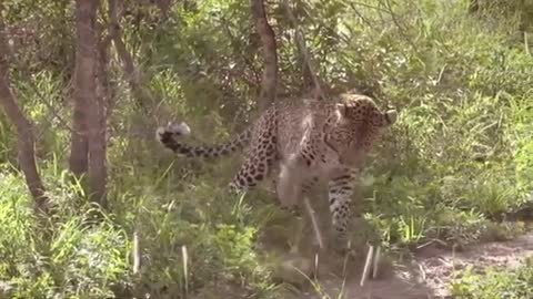 Leopard vs Monitor