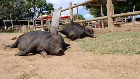 Pigs are relaxing under the Sun