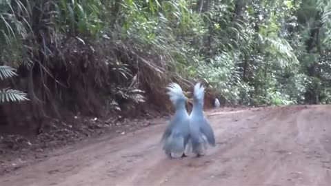 Indian guard parrot shift full of ritual sense