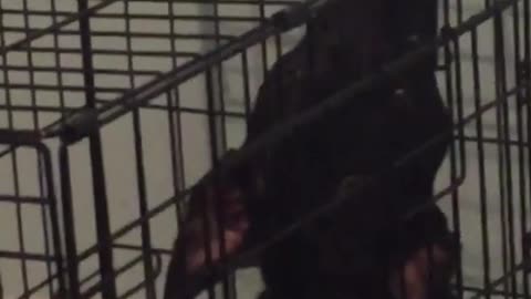 Black dog inside cage sticks nose out of it