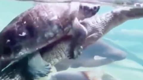 Oh, my God, the turtle is on top of the crocodile.