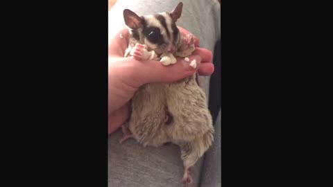 Sugar glider babies moving inside mother's "pouch"