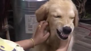 Golden Makes a Funny Face When it Feels Good