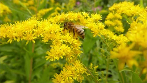 A short video about honeybees, (ARSALAN)