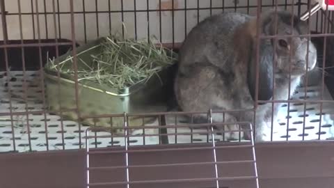 Holland Lop 1