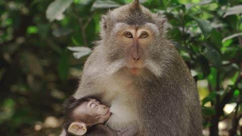 Monkey Mom Feeding Her Baby