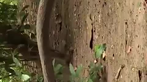 Weasel verses rattle snake