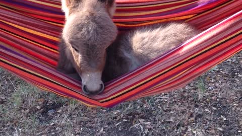 Rockabye Pistol Pete In The Hammock