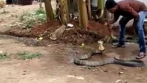 20-foot king cobra