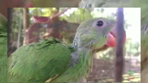 Growing indian parrot 🐦 ringneck babies