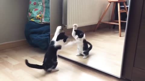 funny video funny cat