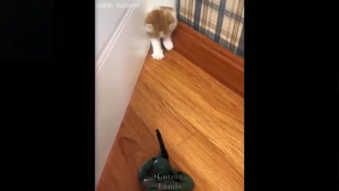 Funny Cat playing