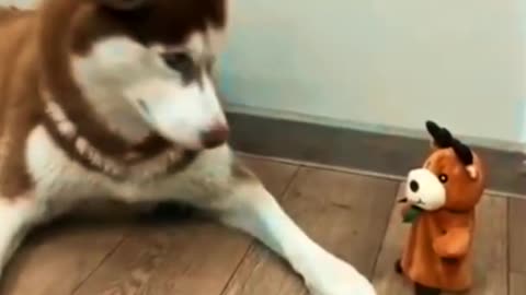 husky talking to his favorite toy