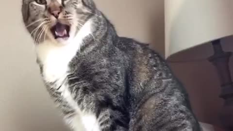 The cat meows strangely