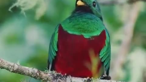 'Radiant quetzal'