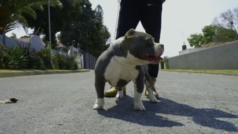 Colossal's Pretty Boy Floyd at 9 Months Old