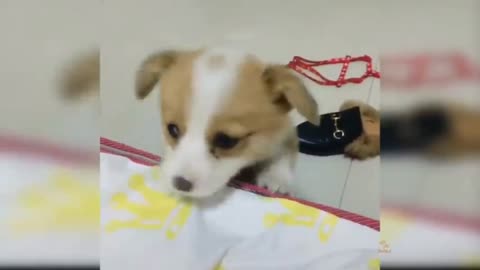 Baby Dogs Cute And funny Dogs Videos And Animal