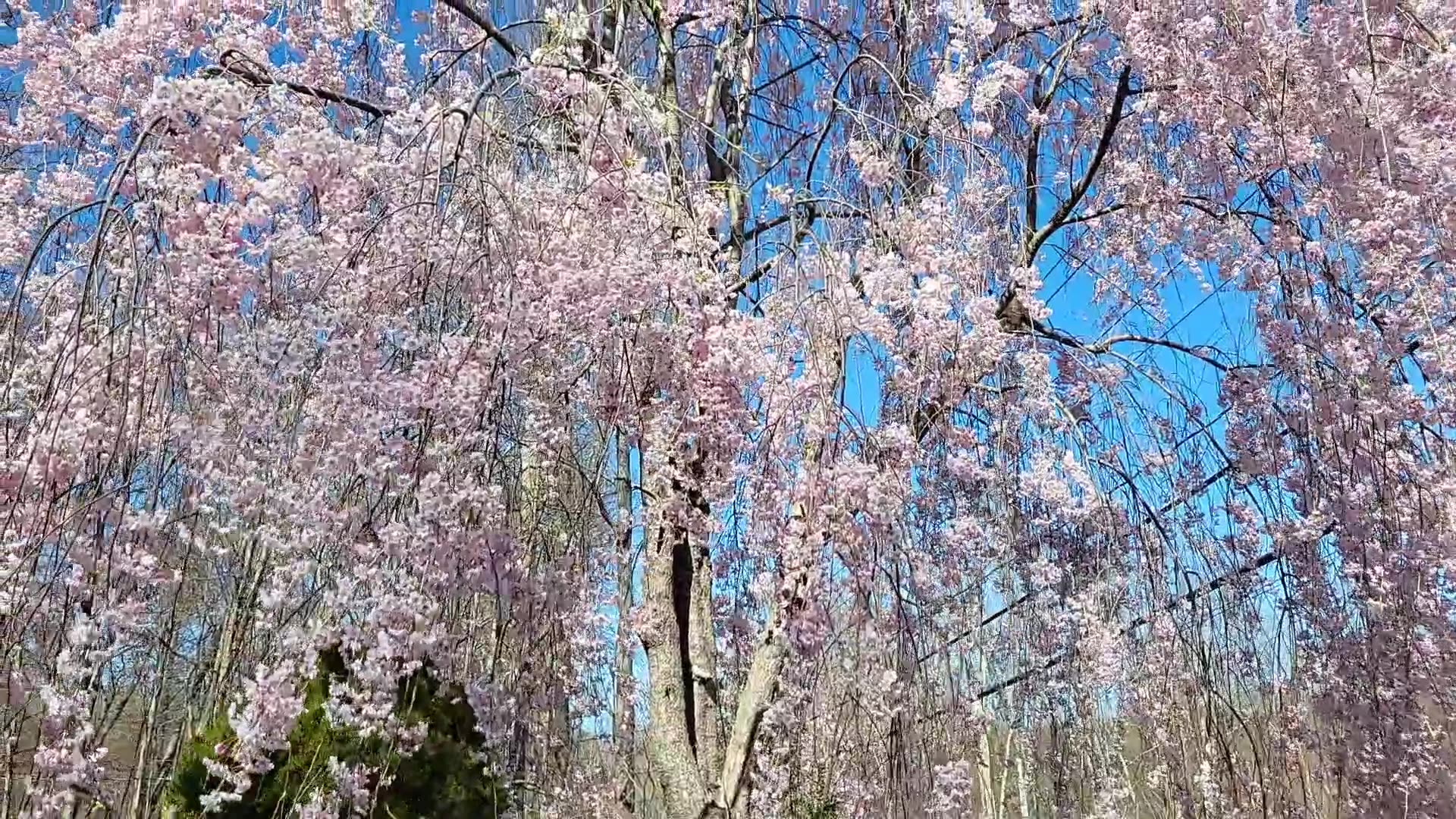 Adore this Flowering tree