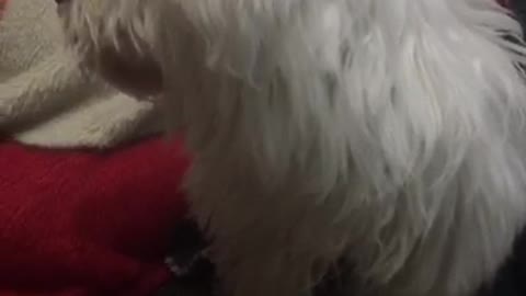 White fluffy dog sits up on couch and shakes his fur