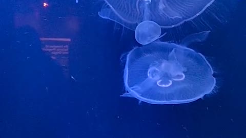 wonderful jellyfish