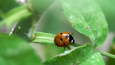 Ladybug Insect Bug Beetle Nature Garden Wildlife